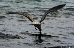 Lunch time for some is more difficult! Canon 350D by Andrew Macleod 